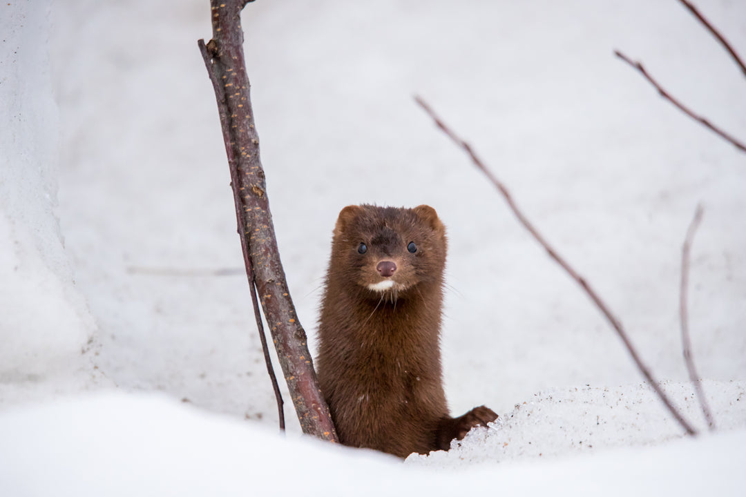 Why We Don’t Use Real Mink for Our Lashes?